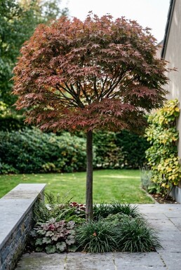Acer palmatum 'Stella Rossa' sur tige 100 cm C180