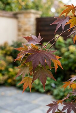 Acer palmatum 'Stella Rossa' sur tige 100 cm C180