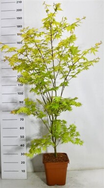 Acer palmatum 'Summer Gold' arbuste 125/+ cm C15