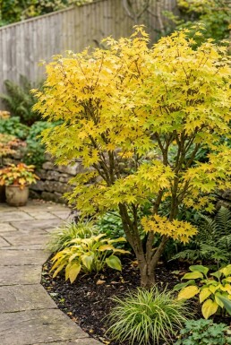 Acer palmatum 'Summer Gold' arbuste 125/+ cm C15