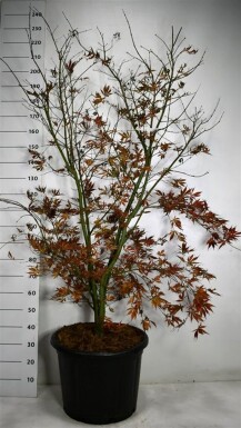 Acer palmatum 'Summer Sunset' arbuste 150-175 cm C65