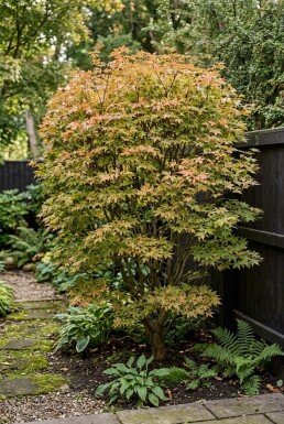 Acer palmatum 'Summer Sunset' arbuste 150-175 cm C65