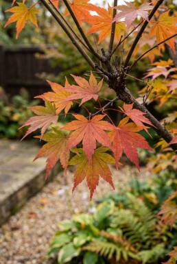 Acer palmatum 'Summer Sunset' arbuste 150-175 cm C65