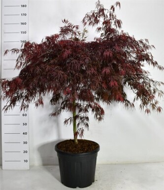 Acer palmatum 'Tamukeyama' sur tige 70 cm C35