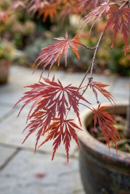 Acer palmatum 'Tamukeyama' sur tige 70 cm C35