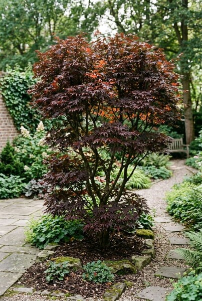 Acer palmatum 'Trompenburg' arbuste 200-225 cm C70