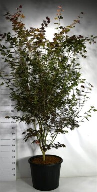 Acer palmatum 'Trompenburg' arbuste 200-225 cm C70