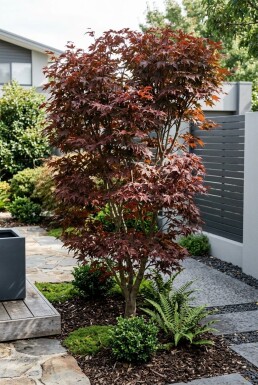 Acer palmatum 'Trompenburg' arbuste 200-225 cm C70