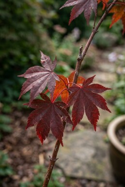 Acer palmatum 'Trompenburg' arbuste 200-225 cm C70