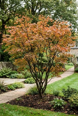 Acer palmatum arbuste 300-350 cm C1040