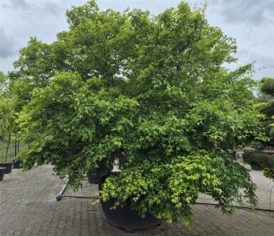 Acer palmatum arbuste 300-350 cm C1040