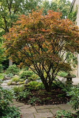 Acer palmatum arbuste 300-350 cm C1040