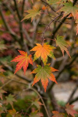 Acer palmatum arbuste 300-350 cm C1040