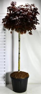 Acer platanoides 'Crimson Sentry' sur tige 140 cm C110