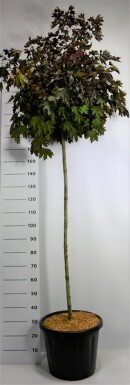 Acer platanoides 'Crimson Sentry' sur tige 140 cm C80