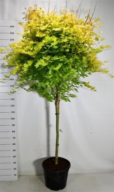 Acer shirasawanum 'Jordan' sur tige 120 cm C35