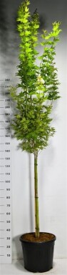 Acer shirasawanum 'Jordan' sur tige 90 cm C35