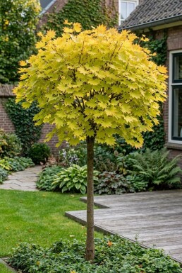 Acer shirasawanum 'Jordan' sur tige 90 cm C35