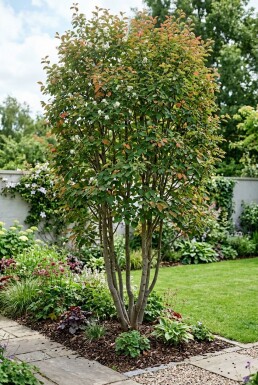 Amelanchier canadensis 'Rainbow Pillar' à plusieurs tiges 200-225 cm C110
