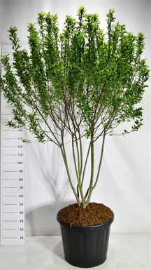 Amelanchier canadensis 'Rainbow Pillar' à plusieurs tiges 200-225 cm C110