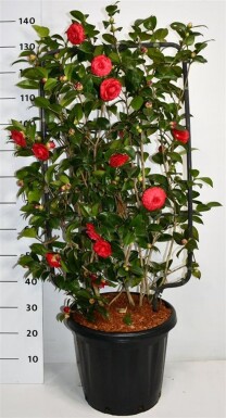 Camellia japonica 'Black Lace' écran 100 cm C25