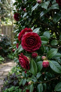 Camellia japonica 'Black Lace' écran 100 cm C25
