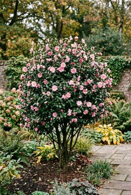 Camellia japonica 'Cleopatra' arbuste 150-160 cm C130