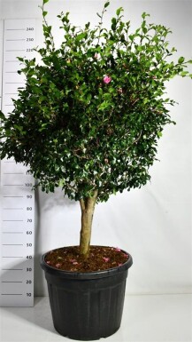 Camellia japonica 'Cleopatra' arbuste 150-160 cm C130