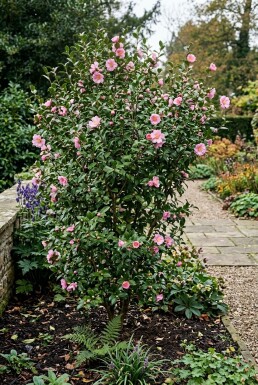 Camellia japonica 'Cleopatra' arbuste 150-160 cm C130