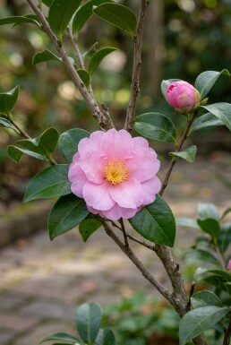 Camellia japonica 'Cleopatra' arbuste 150-160 cm C130
