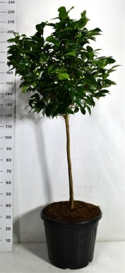 Camellia japonica 'Burnside' sur tige 70-80 cm C60