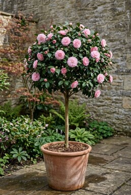Camellia japonica 'Burnside' sur tige 70-80 cm C60