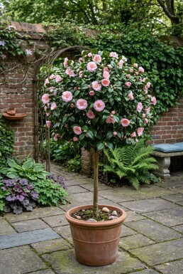 Camellia japonica 'Debbie' sur tige 90 cm C60