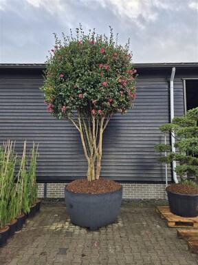 Camellia sasanqua 'Kanjiro' forme multi-troncs 350-400 cm C1040