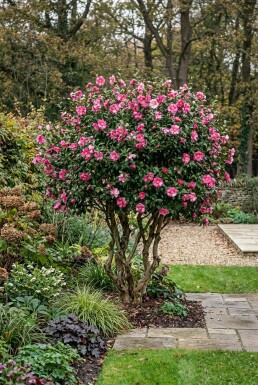 Camellia sasanqua 'Kanjiro' forme multi-troncs 350-400 cm C1040