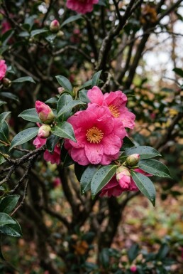 Camellia sasanqua 'Kanjiro' forme multi-troncs 350-400 cm C1040