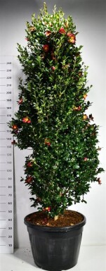 Camellia vernalis 'Yuletide' arbuste 200-225 cm C130