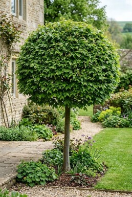 Carpinus betulus boule 80-90 cm C110