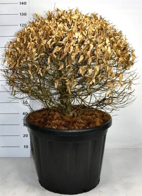 Carpinus betulus boule 80-90 cm C110