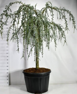 Cedrus atlantica 'Glauca Pendula' sur tige 120-140 cm C180