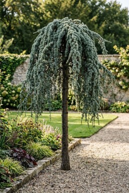Cedrus atlantica 'Glauca Pendula' sur tige 120-140 cm C230