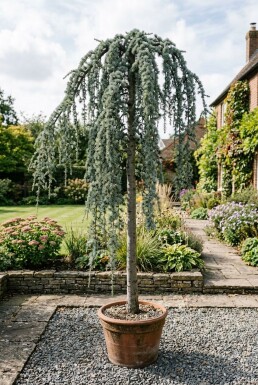 Cedrus atlantica 'Glauca Pendula' sur tige 110 cm C280