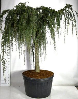 Cedrus atlantica 'Glauca Pendula' sur tige 110 cm C280