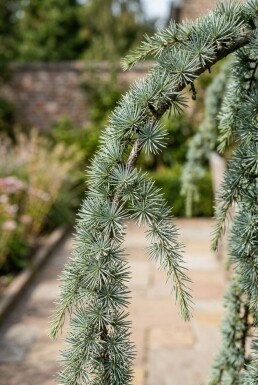 Cedrus atlantica 'Glauca Pendula' sur tige 110 cm C280