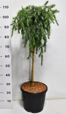 Cedrus deodara 'Feelin' Blue' sur tige 60 cm C13