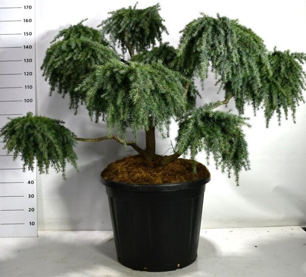 Cedrus deodara 'Feelin' Blue' bonsaï 100-125 cm C130