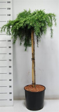 Cedrus deodara 'Feelin' Blue' sur tige 100 cm C18