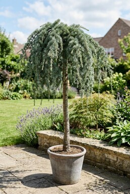 Cedrus deodara 'Feelin' Blue' sur tige 100 cm C18