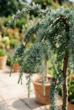 Cedrus deodara 'Feelin' Blue' sur tige 100 cm C18
