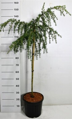 Cedrus deodara 'Feelin' Blue' sur tige 80 cm C18